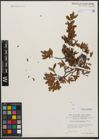 Foto von Salix waldsteiniana Willd.